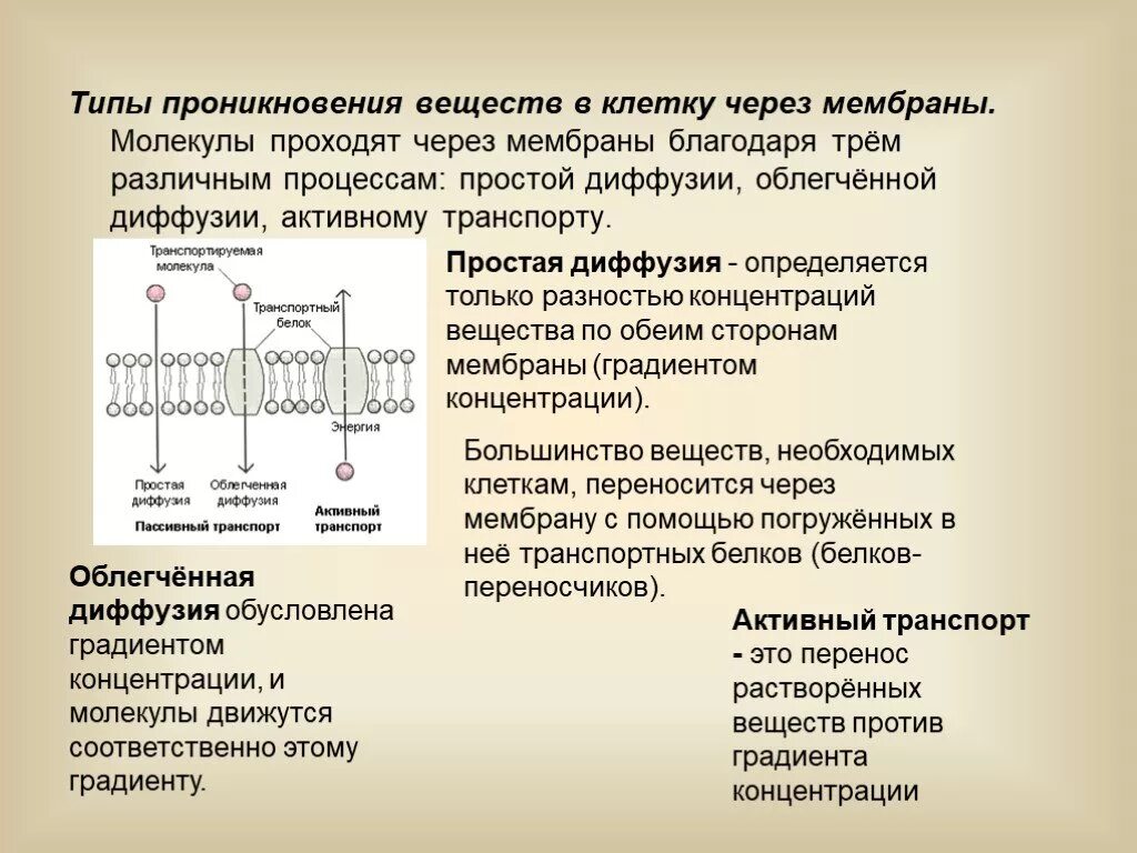 Пассивный транспорт простая диффузия. Облегченная диффузия через мембрану. Простая диффузия транспорт веществ через мембрану. Транспорт веществ через биологические мембраны. Диффузный путь