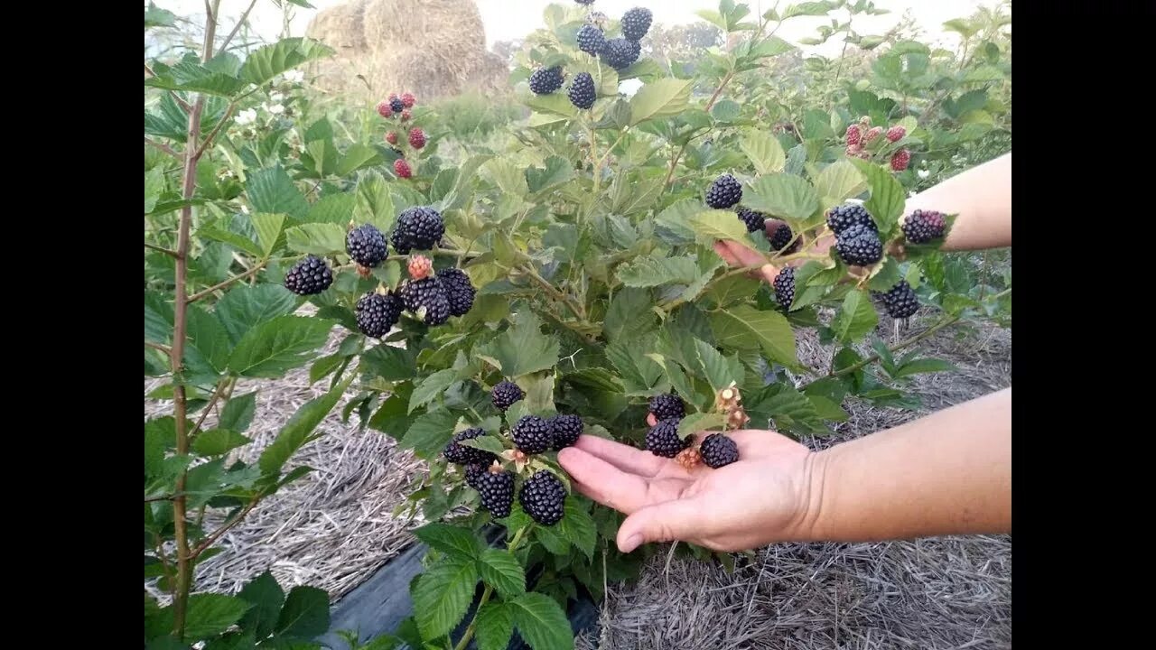 Саженцы ежевики киова купить в Москве по цене от 990 рублей