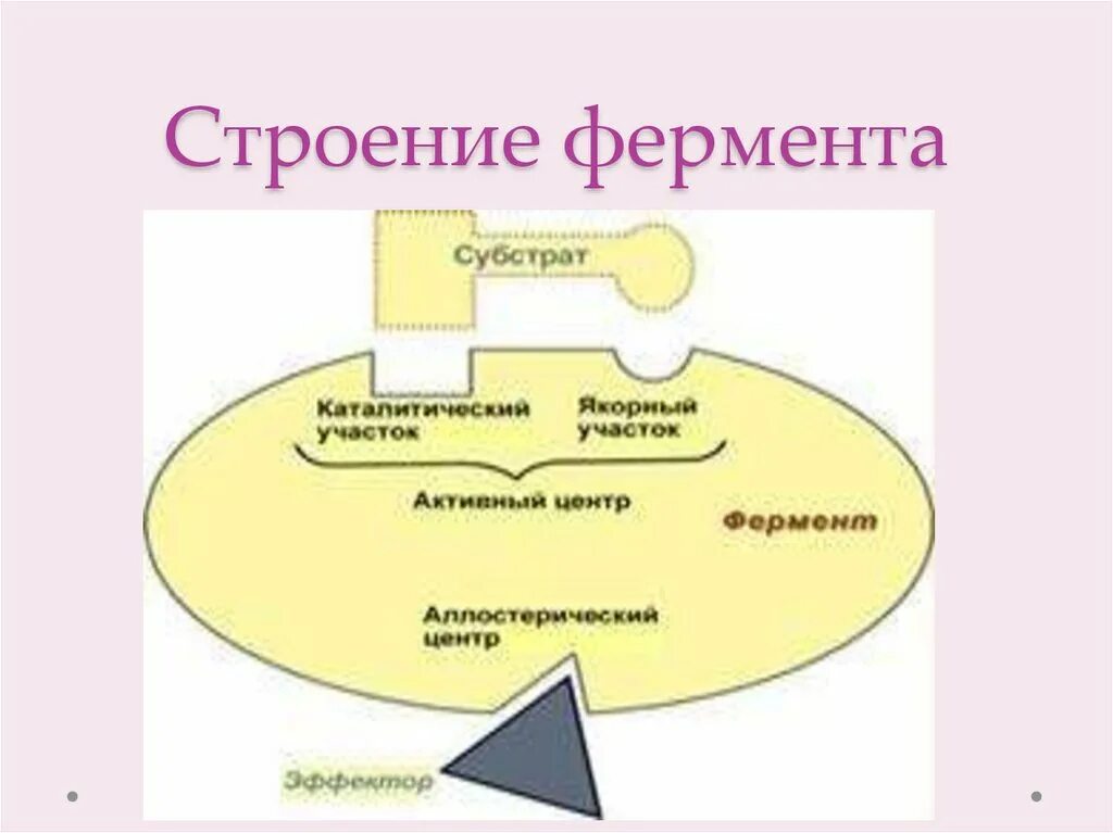 Составные части фермента. Строение фермента. Строение простых ферментов. Особенности строения ферментов. Строение сложного фермента.