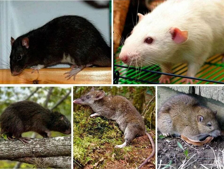 Какие типы мышей. Подвиды грызунов. Виды крыс. Семейство мышей. Разновидность грызунов домашних.