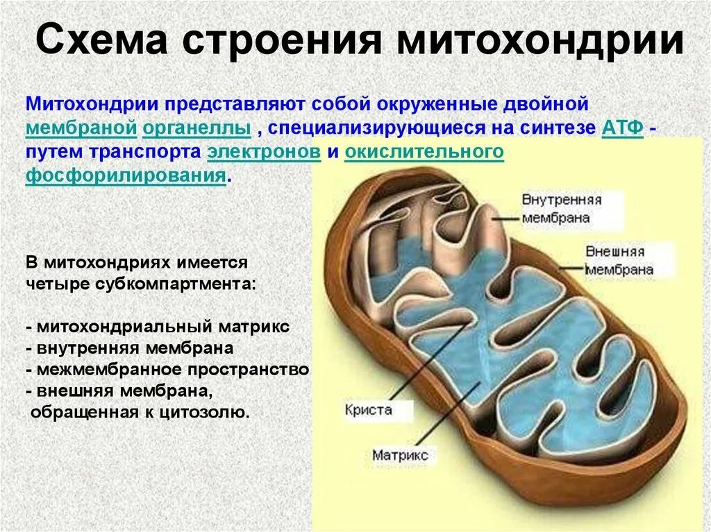 Митохондрии информация. Структура двойной оболочки митохондрии. строение митохондрии рисунок. ультрамикроскопическое строение митохондрий. структура клетки митохондрии.
