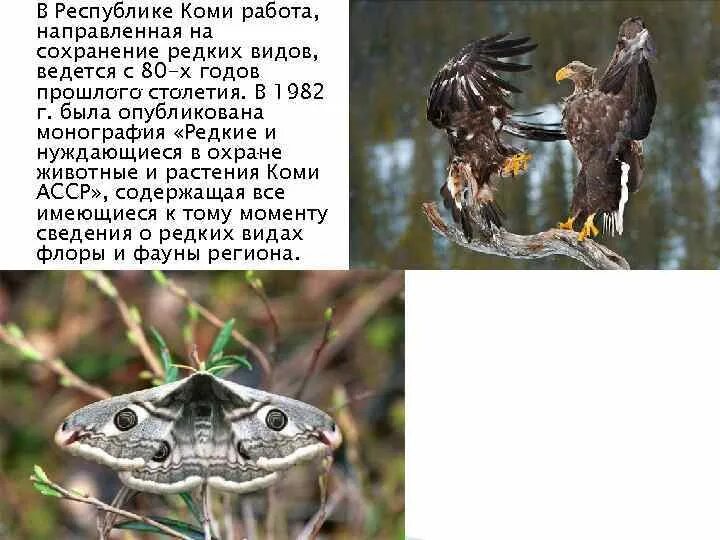 Животные республики коми которые нуждаются в охране. Растения и животные республики коми занесенные в красную книгу. Заяц коми. Животное из красной книги республики коми. Животные республики коми которые нуждаются в охране.