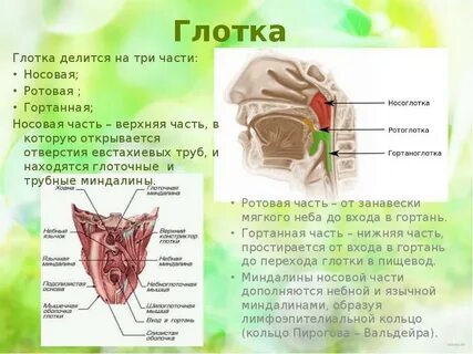 Воду на глотки делили