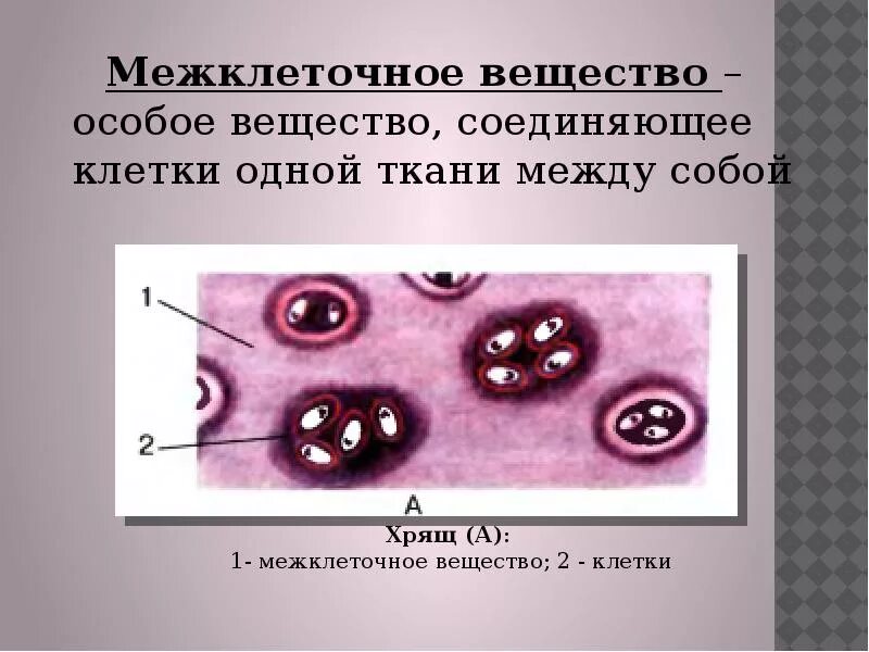 Межклеточное вещество находится. Межклеточное вещество это в биологии 5 класс. Строение межклеточного вещества. Клетки и межклеточное вещество. Межклеточное вещество в тканях.