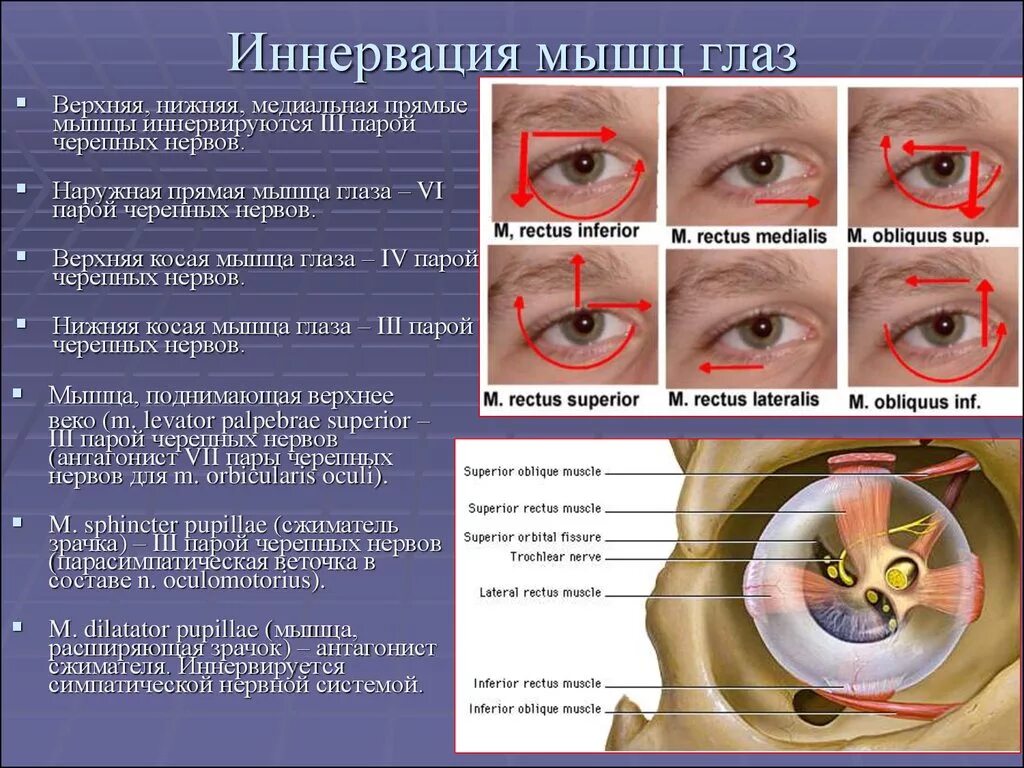 Иннервация верхней косой мышцы глаза. Черепно мозговые нервы иннервирующие мышцы глаза. Иннервация мышц глаза схема. Глазодвигательный нерв иннервирует мышцу глазного яблока:.