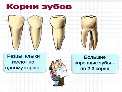 Сколько зуб со
