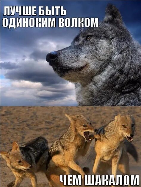 Волчистость в IT или как наставники манипулируют фактами и подменяют понятия / H