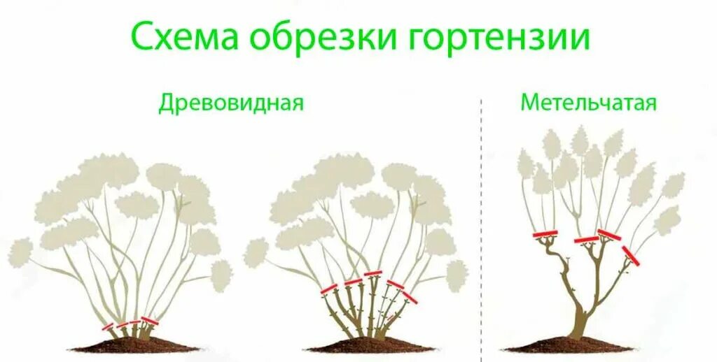 Нужно ли обрезать метельчатую гортензию