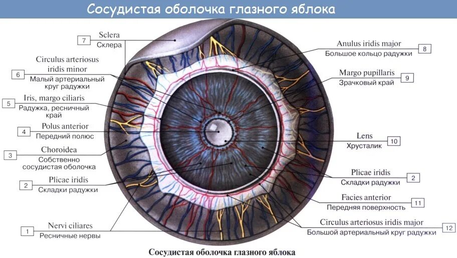 Собственно сосудистая оболочка глаза анатомия. Строение глазного яблока анатомия. Строение Радужки глазного яблока. Строение глаза радужка оболочка. Особенность строения радужки какую функцию она выполняет