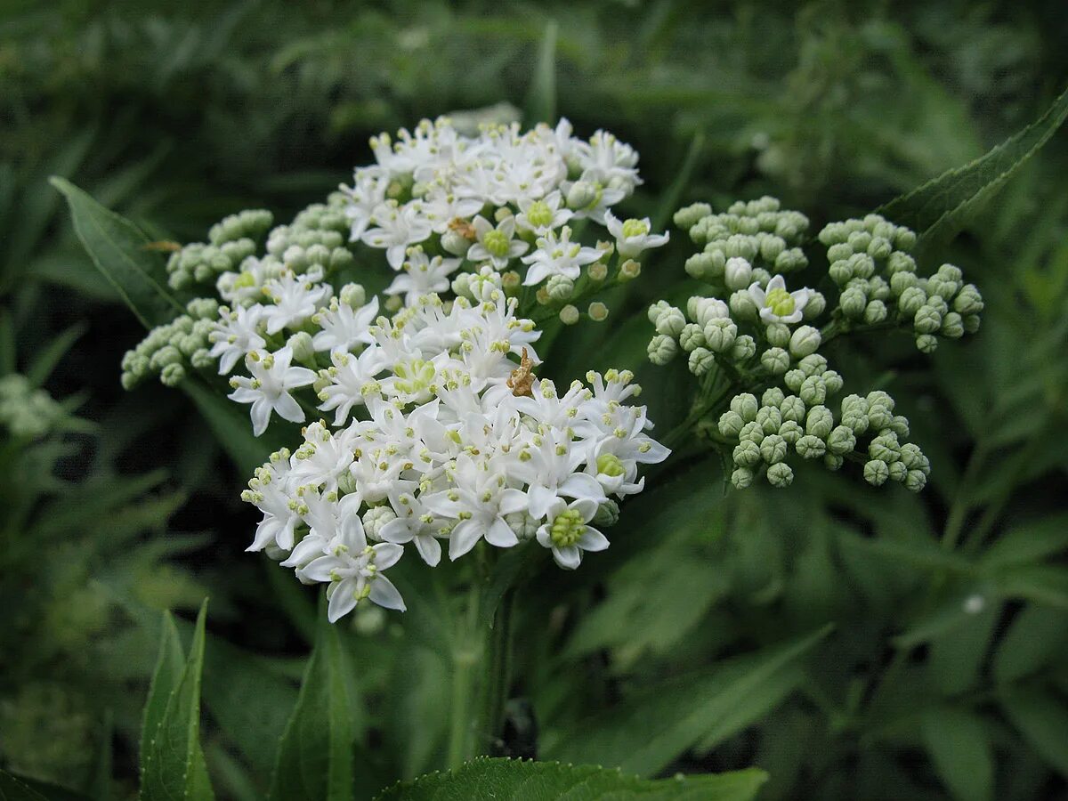 бузина трава. бузина черная травянистая. Sambucus ebulus. бузина чёрная (sambucus nigra l. бузина травянистая.