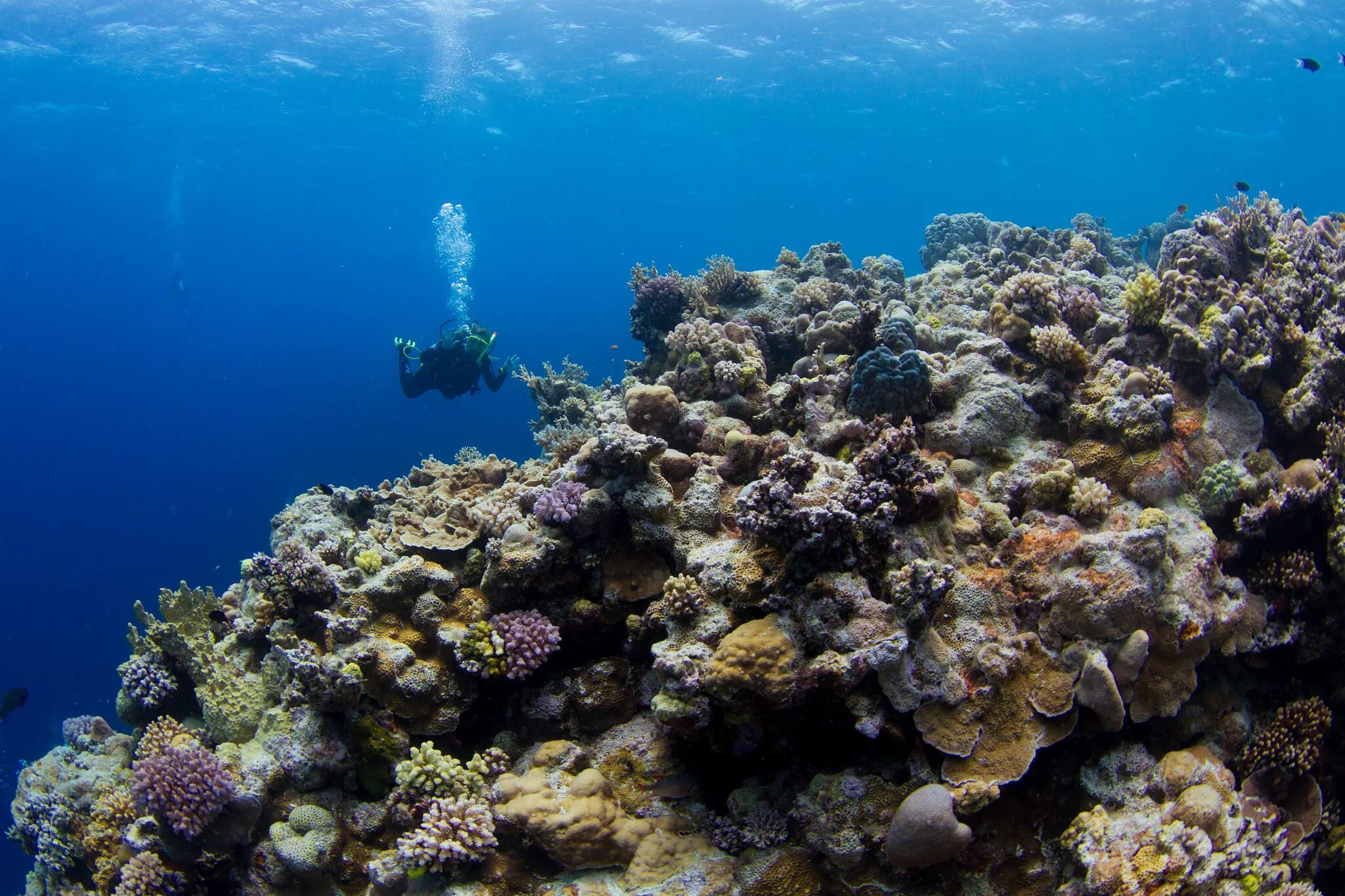 Где риф. Морской парк на рифах Туббатаха. Большой Барьерный риф кораллы. Большой Барьерный риф Австралия. Большой Барьерный риф Австралия под водой.