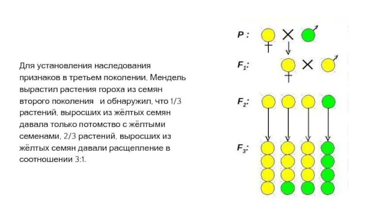 7 признаков гороха менделя. Наследование признаков гороха. опыт менделя с горохом. горох менделя схема с 3 поколение. наследование по менделю горох.