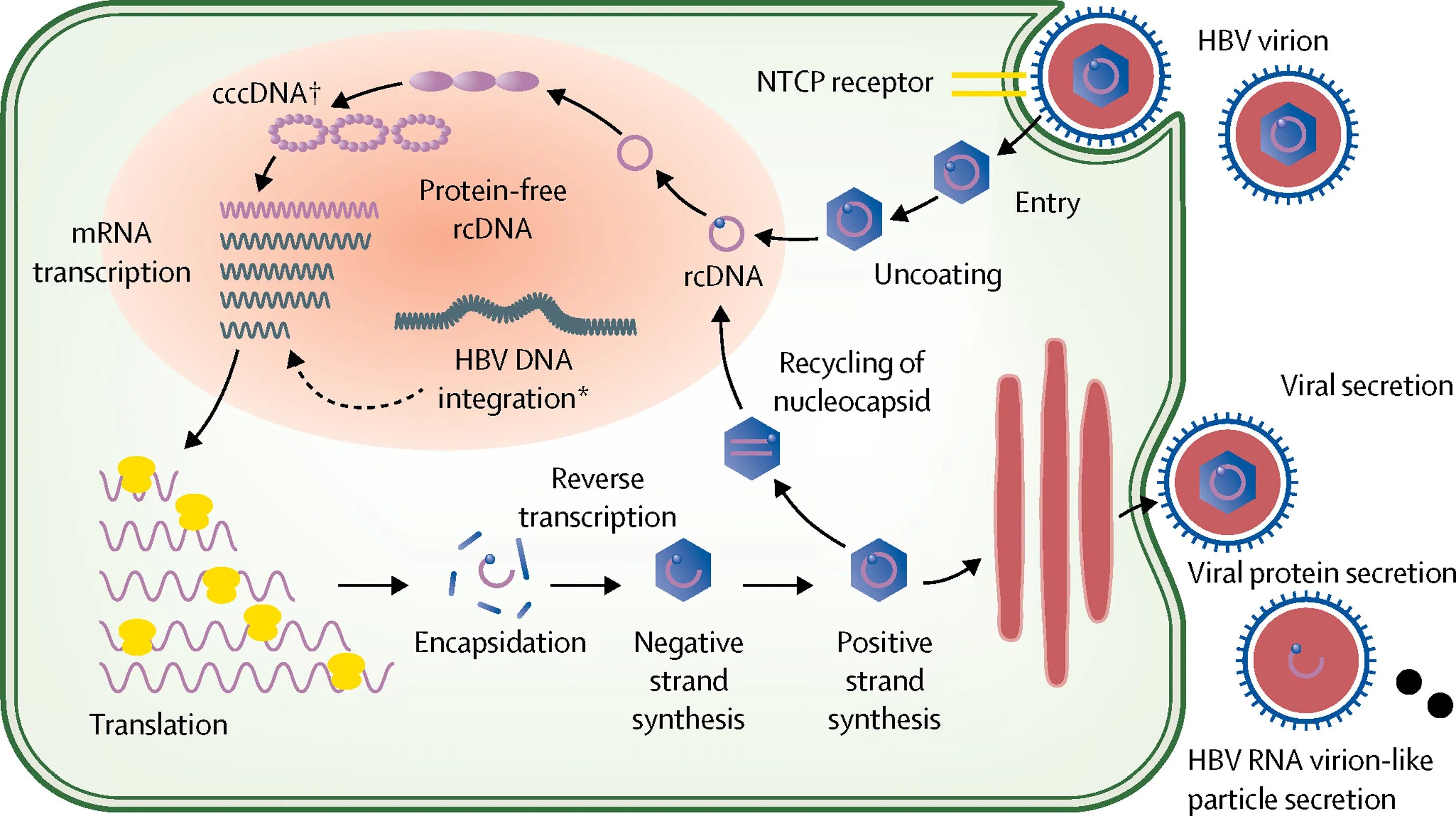 Hcv rna. Hepatitis b вирус. HBV иммунология. HBV инфекция. Hepatitis a virus.