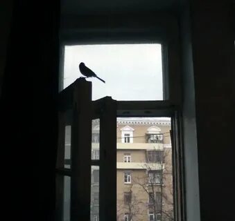 Почему птицы залетают в окно