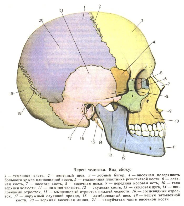 Назови кости черепа. Кости лицевого отдела черепа сбоку. Кости и швы черепа анатомия. Строение кости черепа человека. Анатомия мозгового отдела черепа швы.