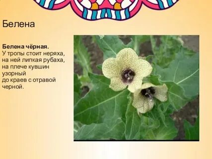 Белена класс