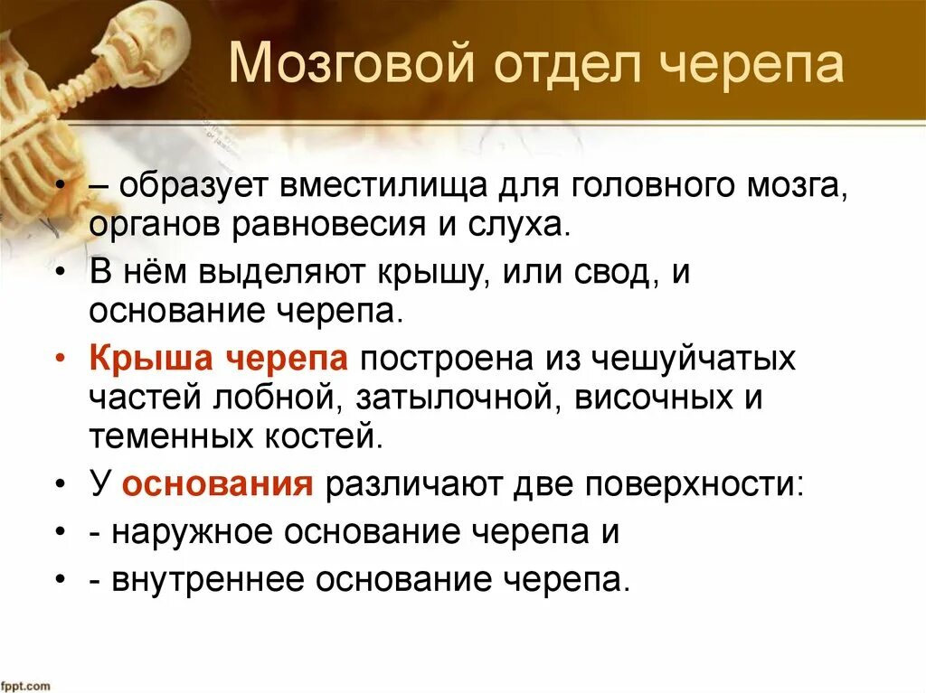 Функции отделов черепа. Функции мозгового отдела черепа. Функции и особенности мозгового черепной коробки отдела. Образует вместилища для органов.