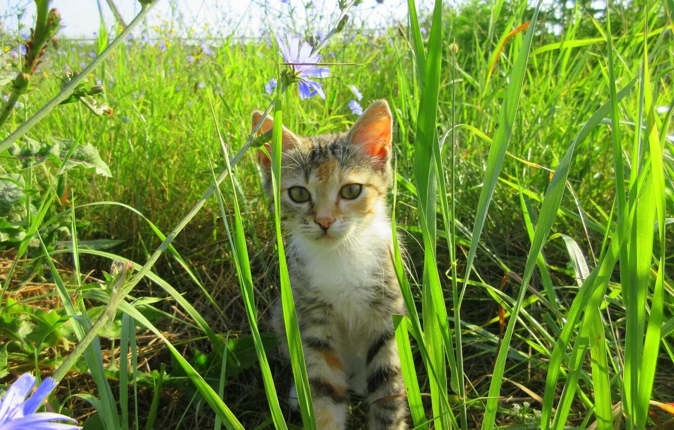 Кошка на природе. Кошки весной. Котятки на природе. Котенок и лето. Котенок в цветах.