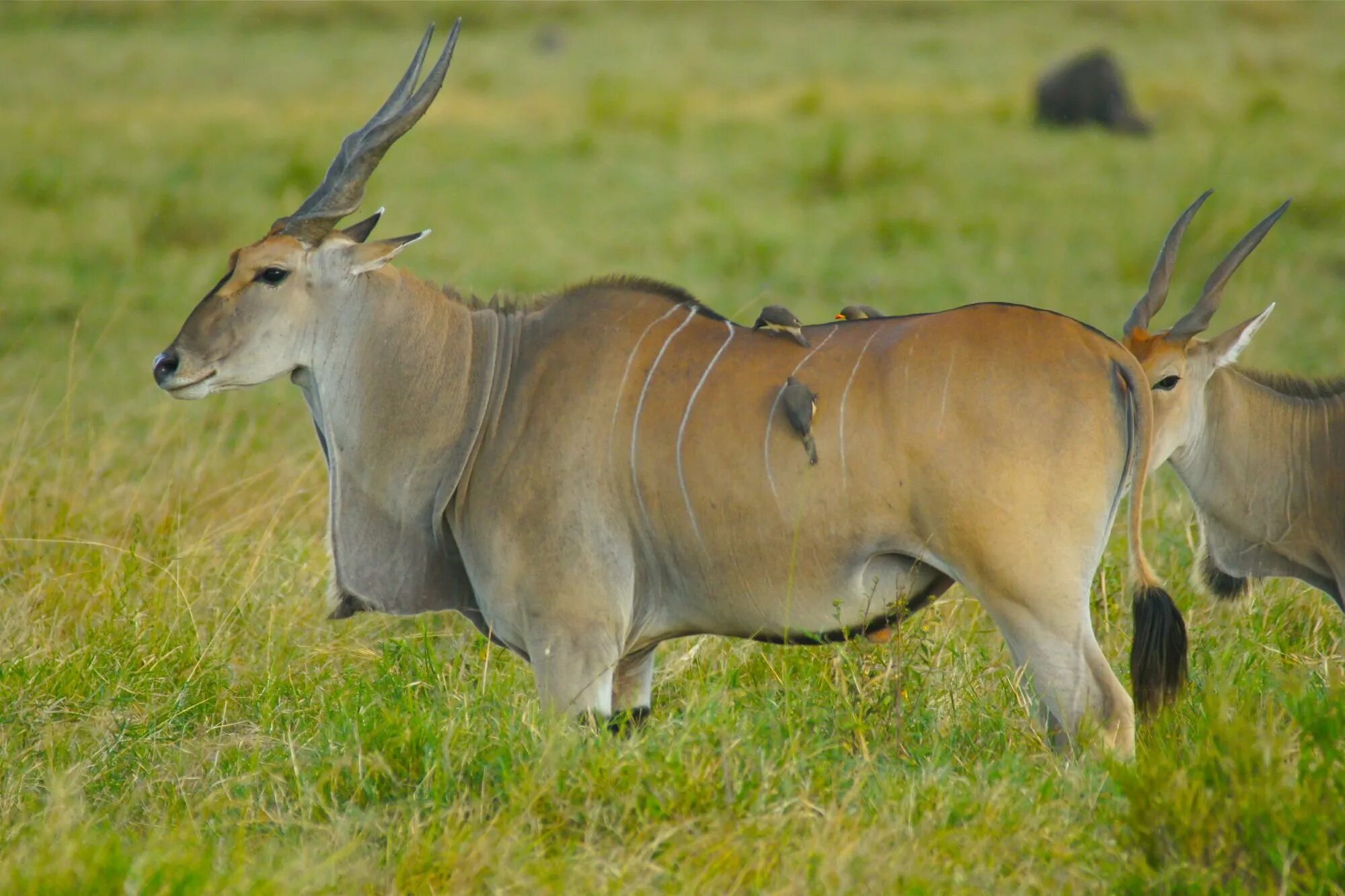 Антилопа Иланд. Антилопа Канна. Западная Канна антилопа. Taurotragus Oryx - Канна (антилопа). Большой гну