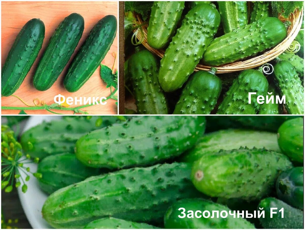 Какой сорт огурца лучше для засолки. Лучшие засолочные огурцы для открытого грунта. "Засолочный f1". Засолочные сорта огурцов для теплицы. Засолочные сорта огурцов.