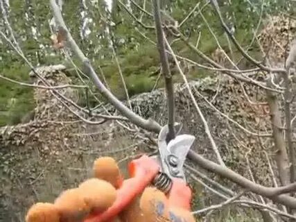 Обрезка яблони видео