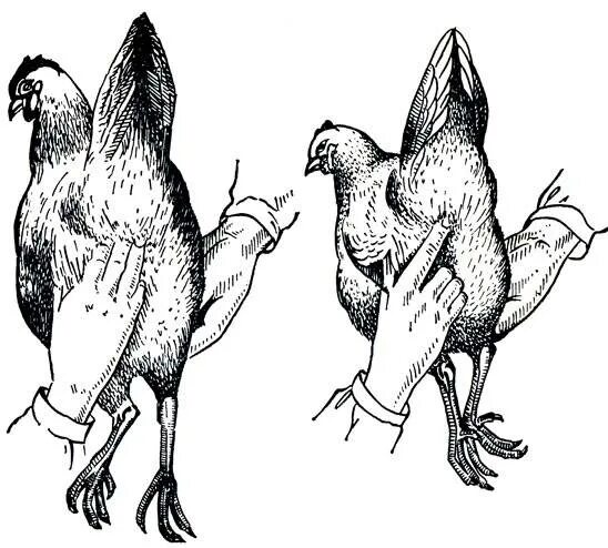 Размножение куриц. Лонные кости у кур. Лонные кости у курицы несушки.