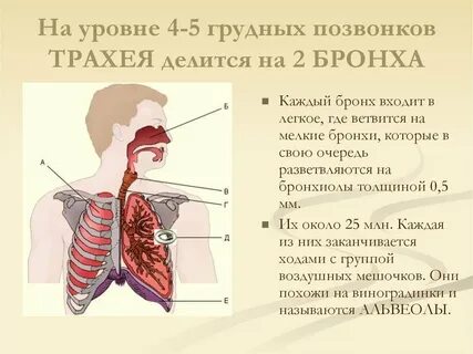 Что входит в легкие