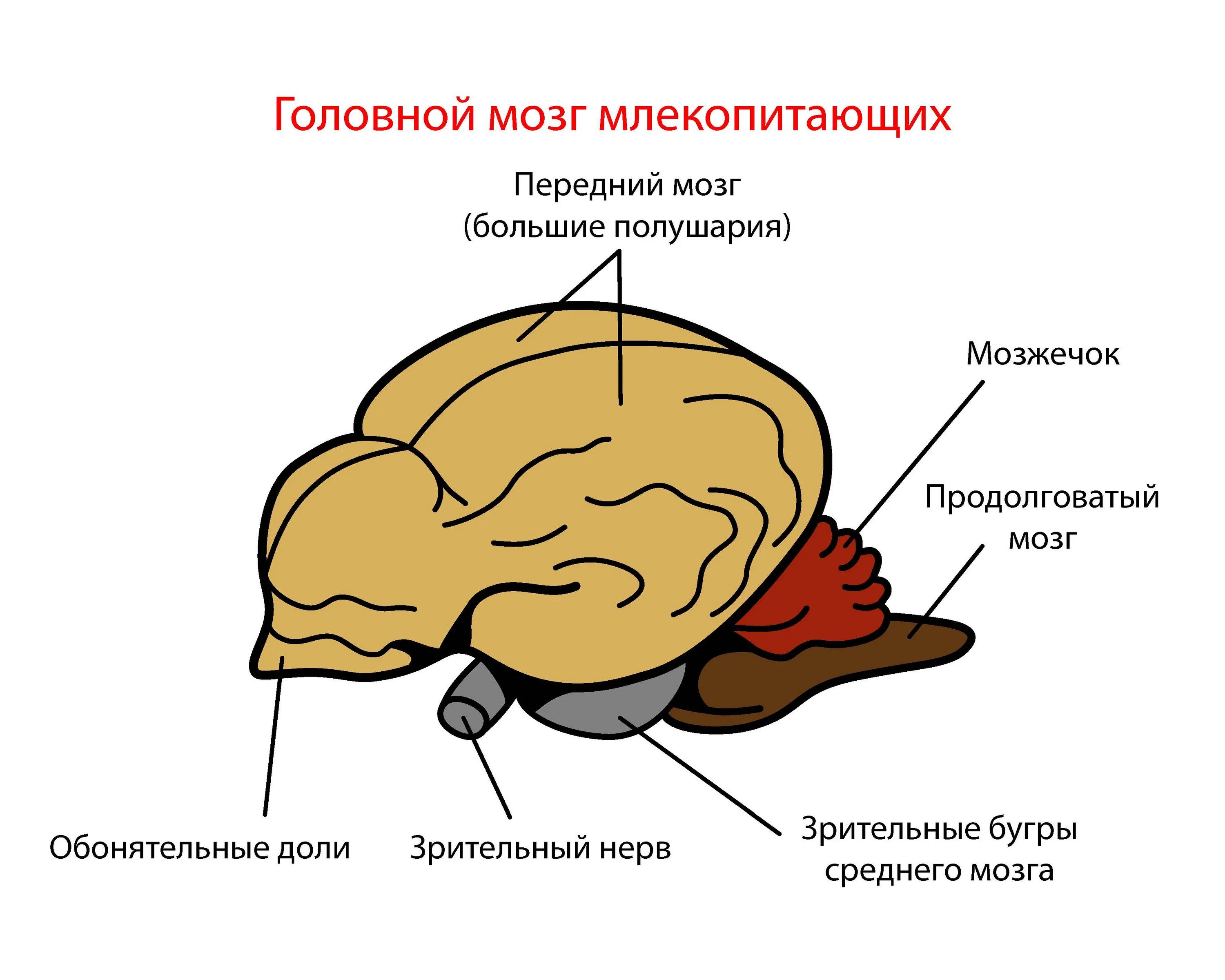 Наиболее развитые отделы головного мозга у млекопитающих. Головной мозг млекопитающих. Отделы головного мозга млекопитающих. Строение головного мозга млекопитающих. Мозг млекопитающего рисунок.