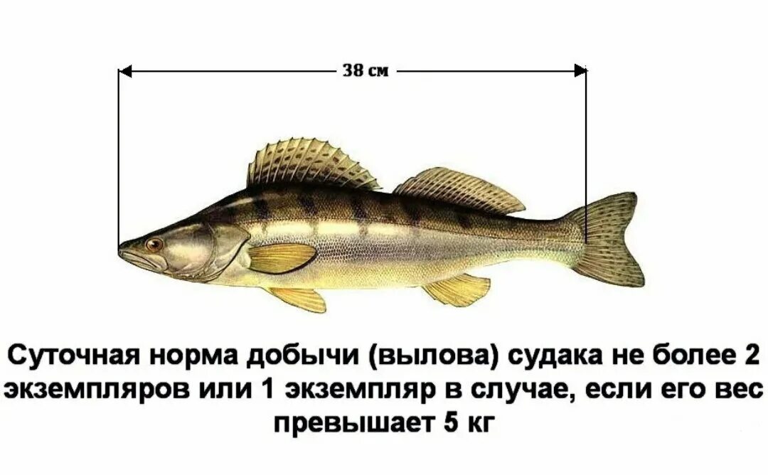 Разрешенные размеры рыбы для отлова. Размер судака разрешенный. размеры судака для ловли. допустимый размер выловленной рыбы. судак допустимый размер.