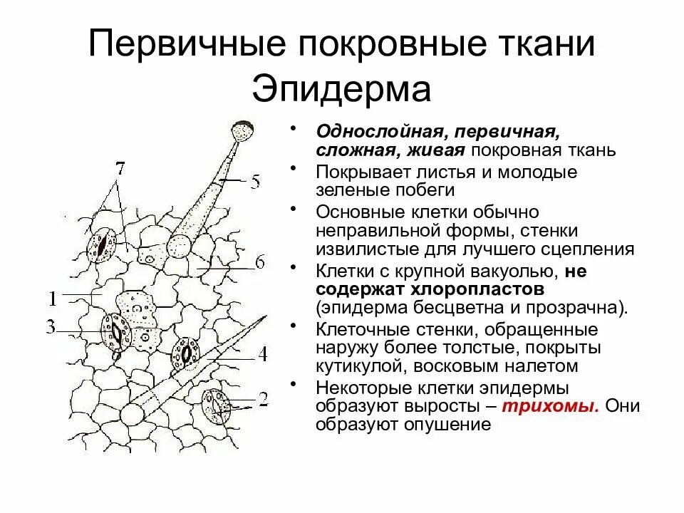Эпидермис растений функции. Клетка эпидермы у листа герани. клетка эпидермиса листа герани. строение эпидермы листа герани. строение клетки эпидермиса листа.