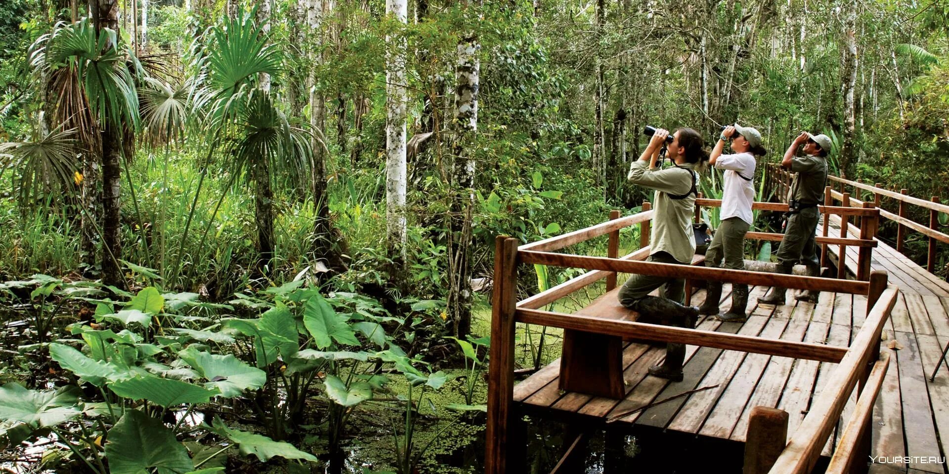 Путешествие в джунгли Перу. Национальный парк Ману в Амазонке. Экспедиция в джунгли. Путешествие по джунглям амазонки.