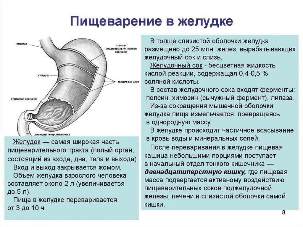 Почему выделяется желудок. Процесс пищеварения в желудке. Пищеварение в желудке желудочный сок. Пищеварение в желудкепроуес.