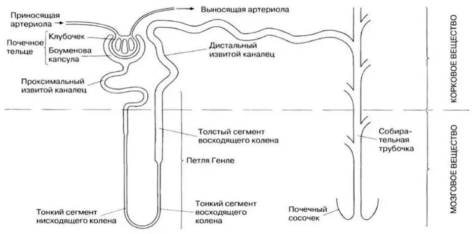 Схема строения нефрона гистология. Строение нефрона почки анатомия. Почечный нефрон схема. Строение нефрона основные части. Выносящая артериола почки