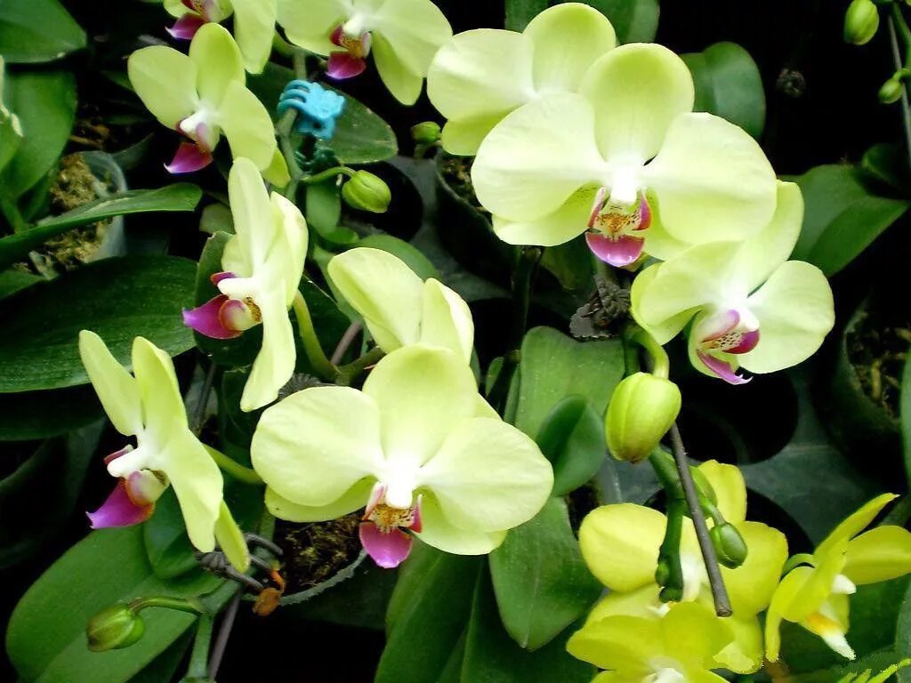 фаленопсис джей эм пи. комнатный цветок орхидея фаленопсис. орхидея интересные факты. описание цветка орхидея. орхидея надион.