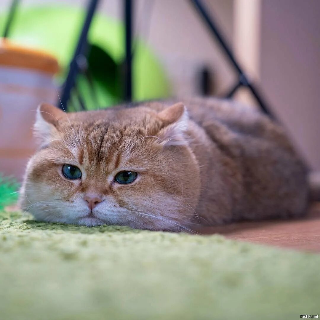 Котик хосико. Хосико кот порода. Хосико кэт. Шотландская хосико. Британская шиншилла хосико.