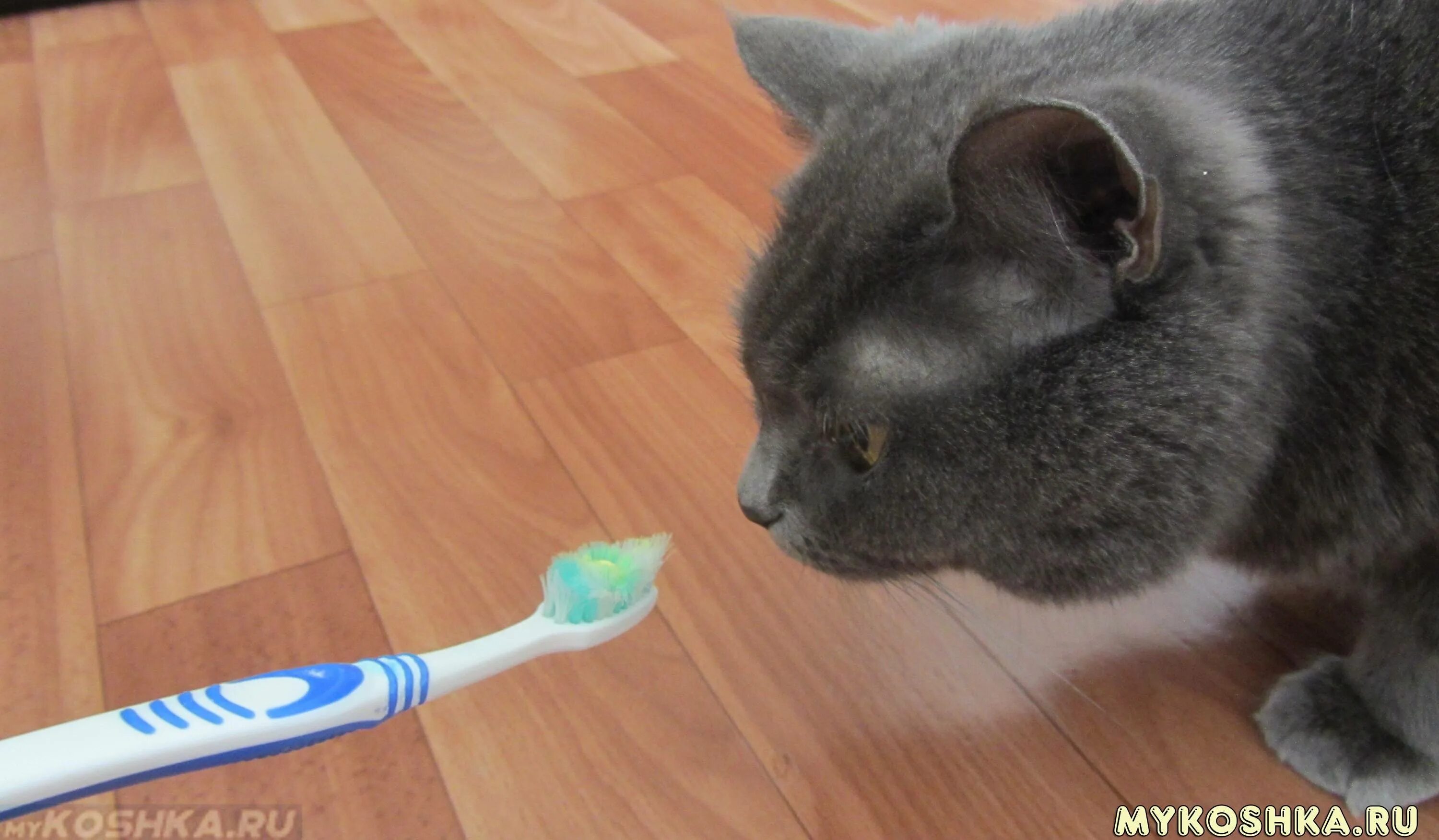 Кот сильно воняет. Кот и зубная паста. Зубная щетка для кошек. Щетка для чистки зубов котята.