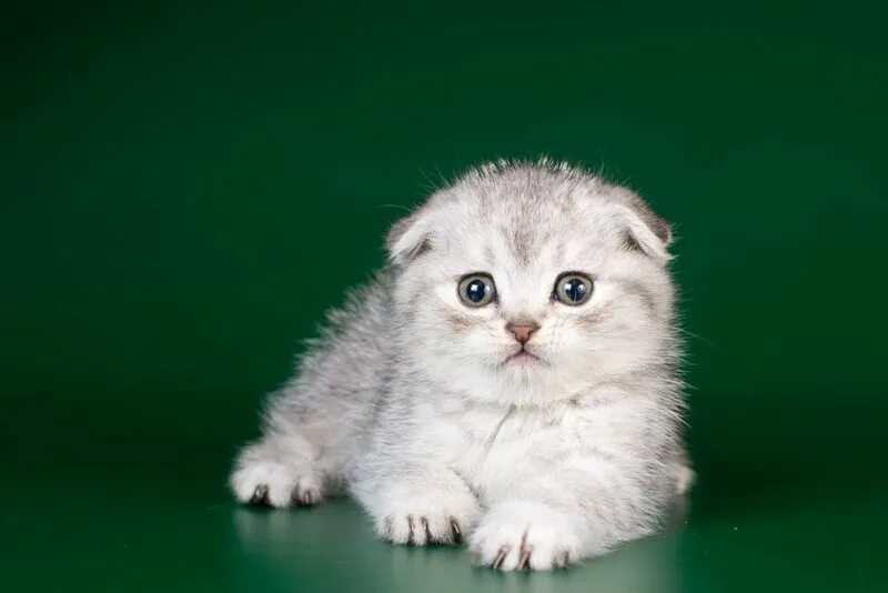 Вислоухие котята фото Продам шотландских вислоухих котят: 60 000 тг. Кошки Астана на Olx