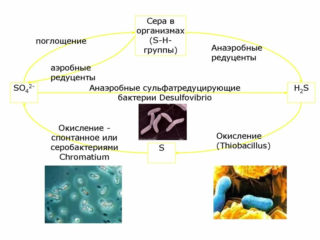 Аэробные бактерии. Аэробные и анаэробные бактерии. Бактерии анаэробные и аэробные для септика. Аэробные и анаэробные организмы. Этапы анаэробных организмов