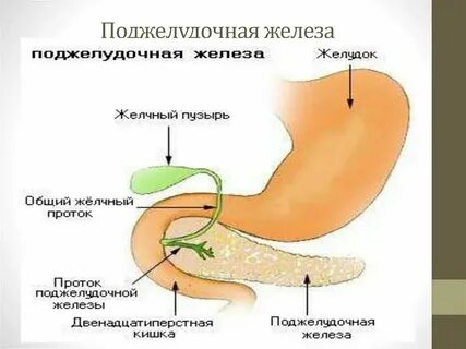 Поджелудочная выделяет пищеварительные ферменты