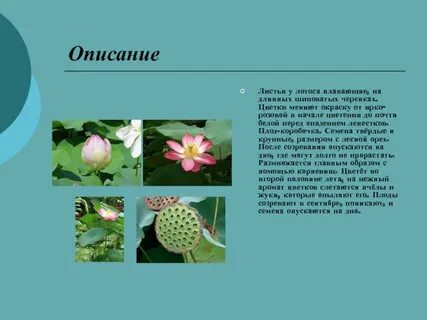 Описание листьев цветов