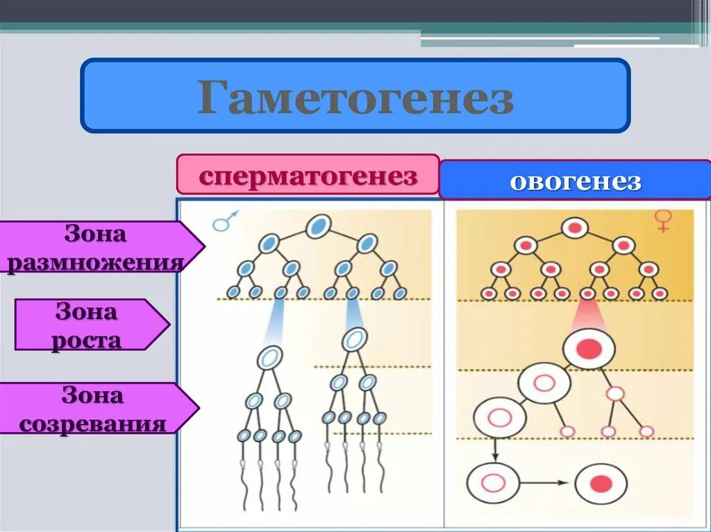 Признаки гаметогенеза. Гаметогенез схема с объяснением. Гаметогенез сперматогенез. Зона размножения гаметогенеза. Гаметогенез и его периоды.