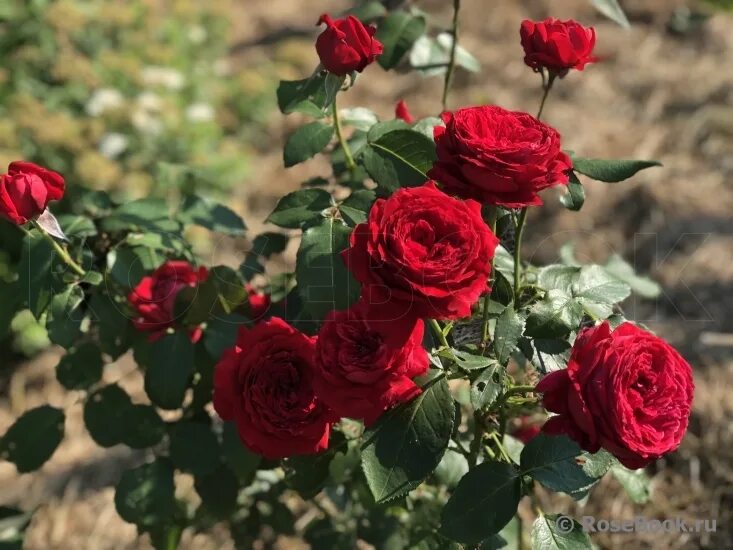 улица розы изабеллы. изабель аубрет роза. роза изабелла росселини. роза изабелла росселлини фото. роза изабелла аутиссер.