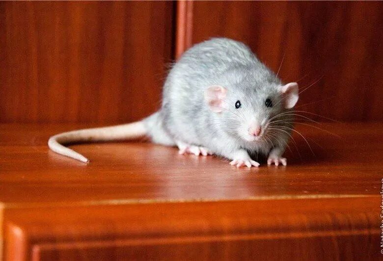 бела серая крыса. бела серая крыса. бело серая крыса. крыса. крыса дамбо окрас хаски.