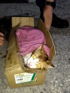 В новороссийске кошка