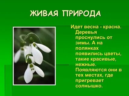 Проект живая жизнь