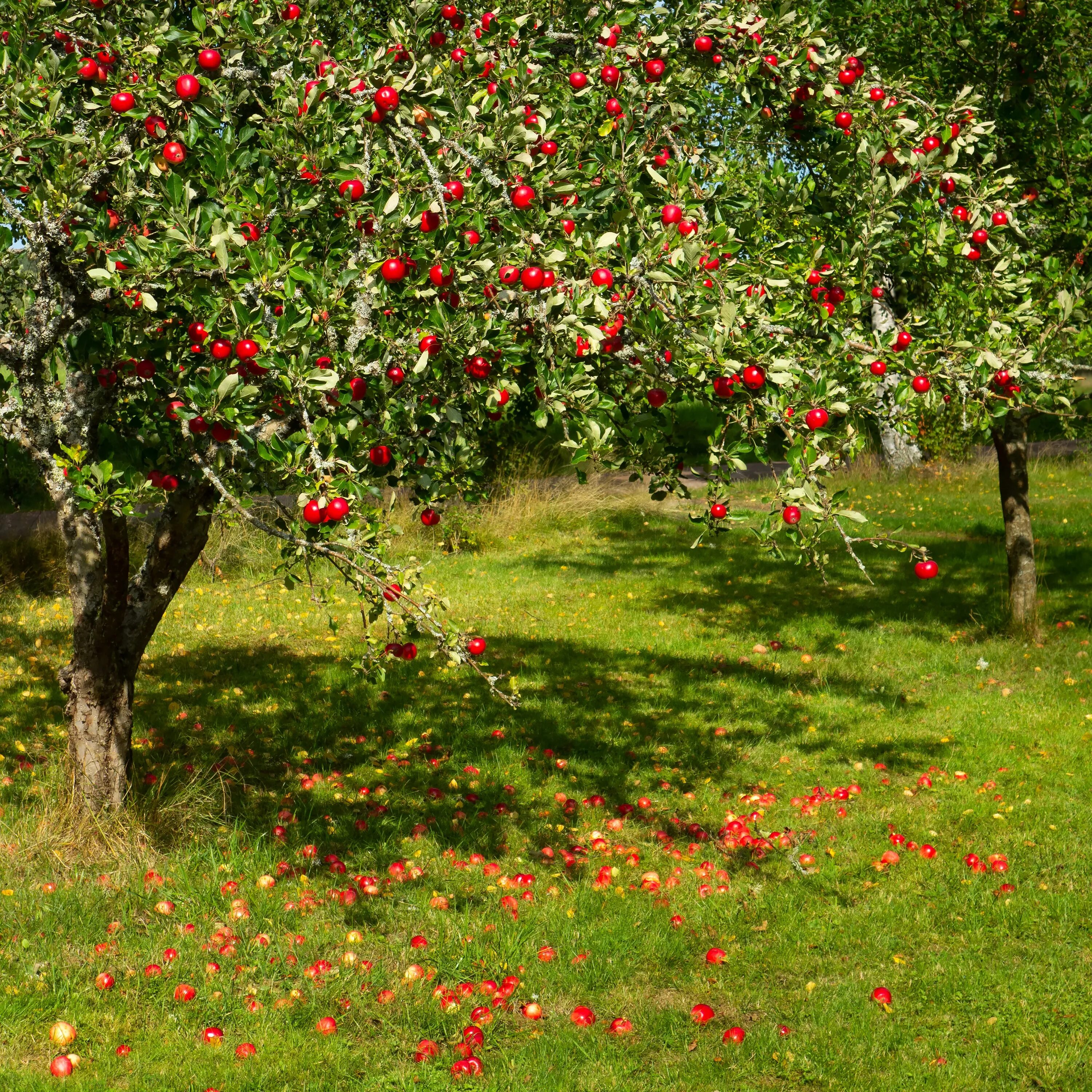 В саду где растут яблоки. Яблоня Malus domestica. Яблоня Malus John Downey. Полукарликовые яблони. Яблоня Хювингиензис.