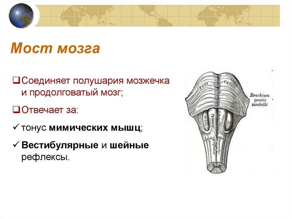 Мост строение. Мост строение и функции анатомия. мост мозга строение и функции. строение моста в головном мозге. функции моста головного мозга кратко.