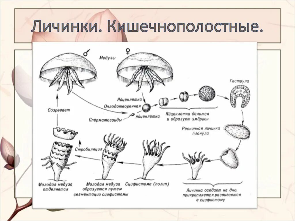 Личинки созревают в легких
