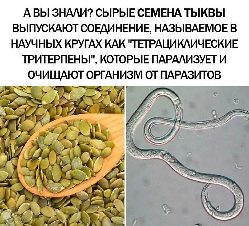 Рецепт от глистов тыквенными семечками. Семена тыквы от глистов. тыквенные семечки от паразитов. семена тыквы от паразитов. семечки тыквы от паразитов.