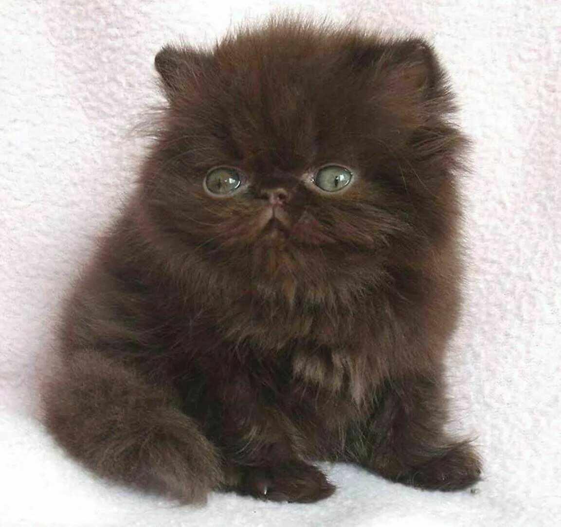 Гималайский экзот. Персидский кот экзот. Кошка Персидская черная экзот. Перс экзот длинношерстный. От персидской кошки с шоколадной окраской